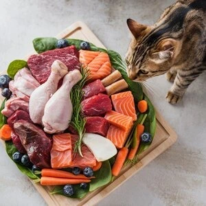 Raw Cat Food Benefits: Why Your Feline Thrives on a Natural Diet